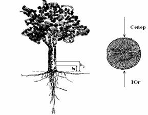 Рис. 2. Упрощенная схема замещения при подключении ИПЧ к дереву