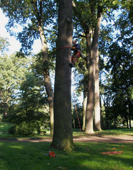 Подъем на дерево коллеги из Германии